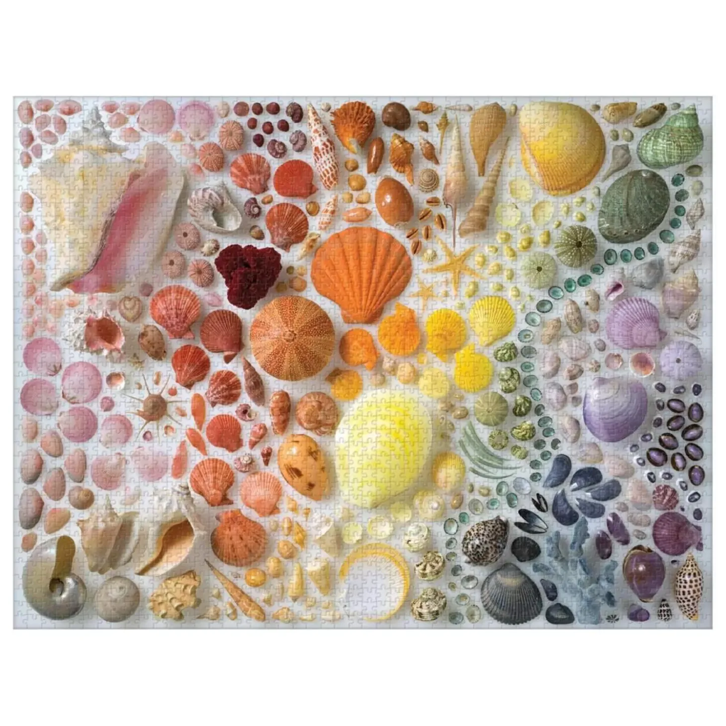 Rainbow Seashells 2000 Piece Jigsaw Puzzle