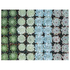 Succulent Garden Double-Sided 500 Piece Jigsaw Puzzle