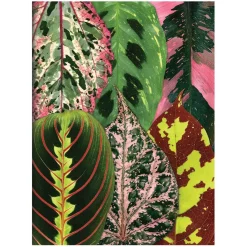 Troy Litten Houseplant Jungle Greeting Assortment Notecards