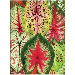 Troy Litten Houseplant Jungle Greeting Assortment Notecards
